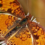 butterfly-564564_640