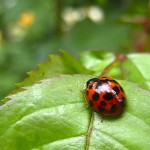 ladybug-282517_640