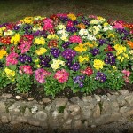 flowers-694904_640