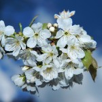 flowers-748997_640