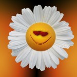 marguerite-74886_1280