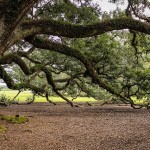virginia-live-oak-440351_640
