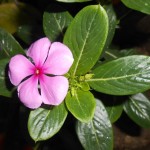flower-723814_1280