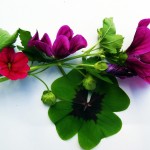 four-leaf-clover-437255_1280