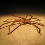 spider-434905_1280