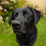 labrador-787317_1920