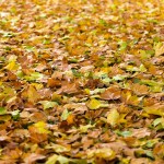 autumn-940401_1280