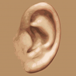ear-159305_1280