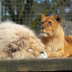 lion-712296_1280