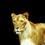 lioness-314605_1280