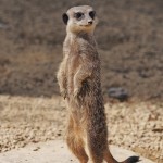 meerkat-1627081_1280