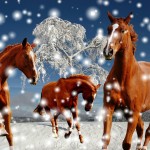 horses-1888246_1280