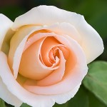 rose-1445701_1280